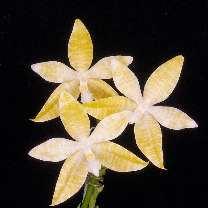 Phalaenopsis hieroglyphica var alba (Clone)