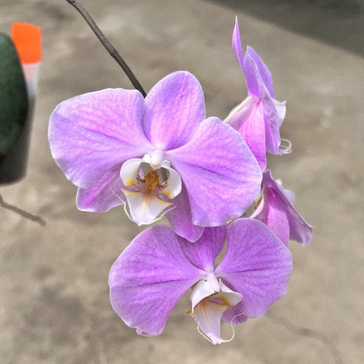 Phalaenopsis sanderiana 'Wilson #516'
