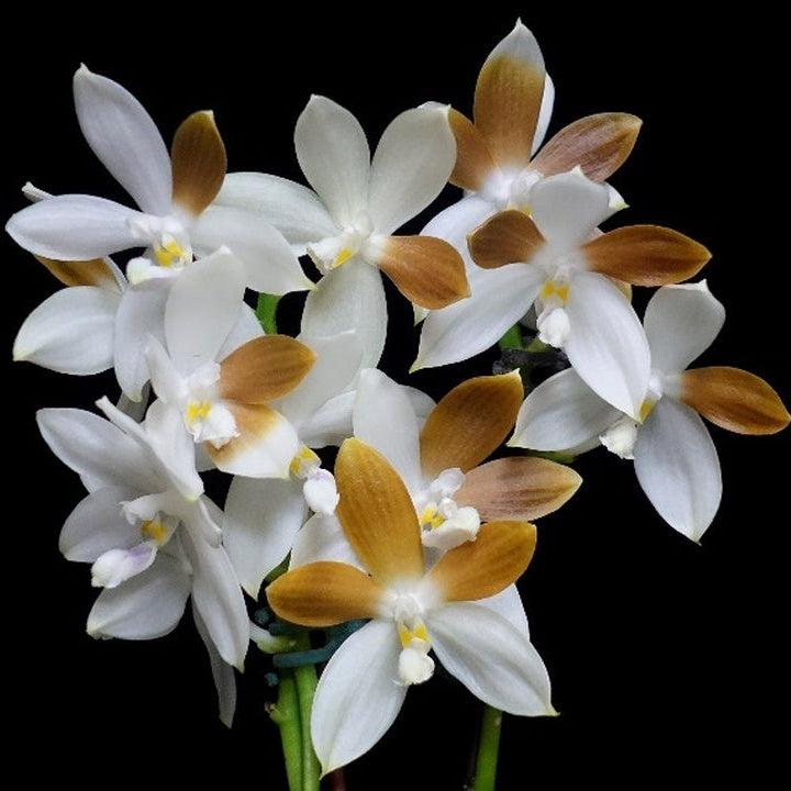 WP2632 Phalaenopsis tetraspis f. brunneola 'Wilson' (var. Coffee)