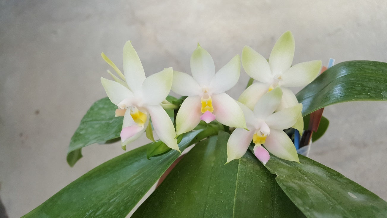 Phalaenopsis violacea f. delicata (Pink Clone)