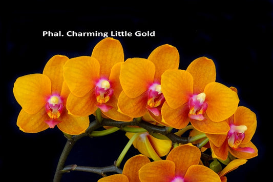 Phalaenopsis Charming Little Gold (clone)