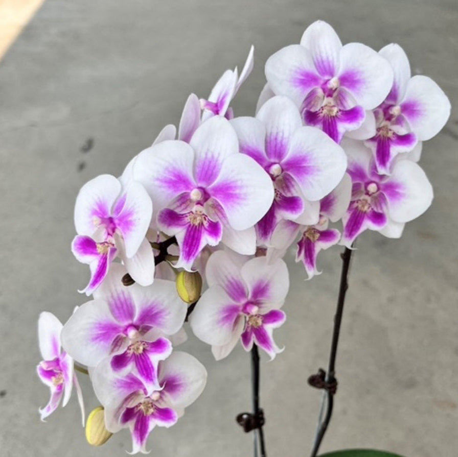 Phalaenopsis Charming Warszawa (clone)