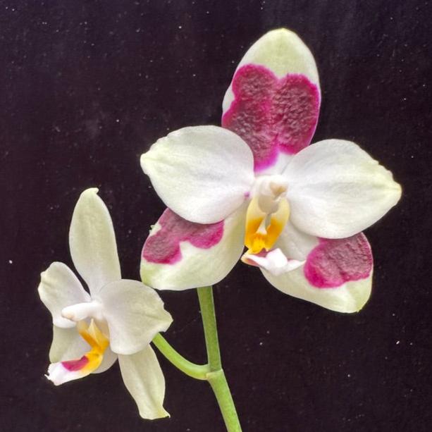 Phalaenopsis FANGtastic Green Envy (clone)