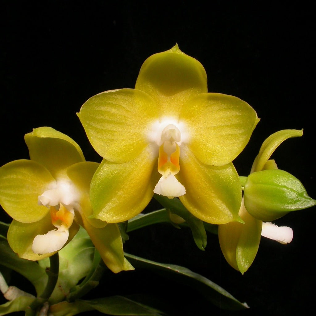 Phalaenopsis Joy Spring Canary 'Japan Peach'