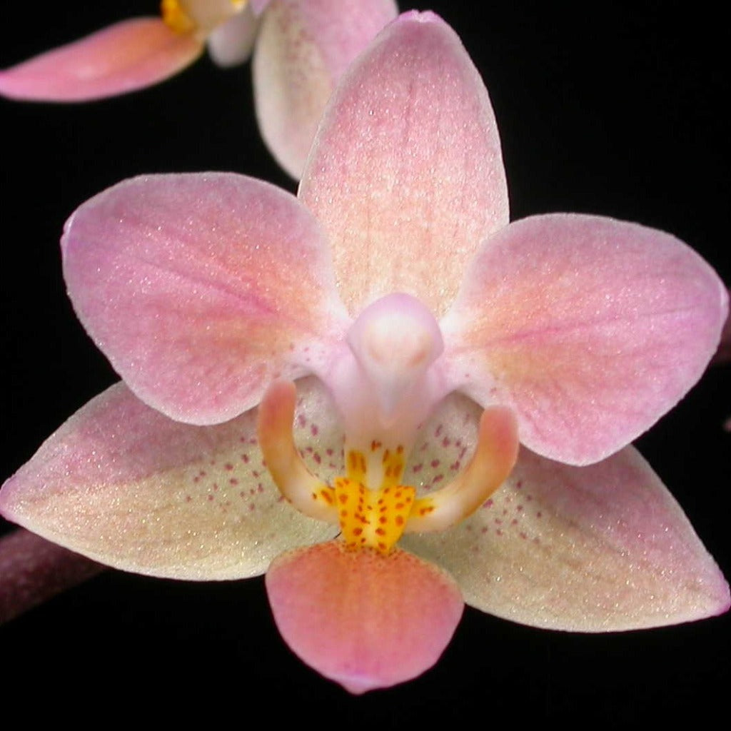 Phalaenopsis equestris var. Orange 231119 Spiking
