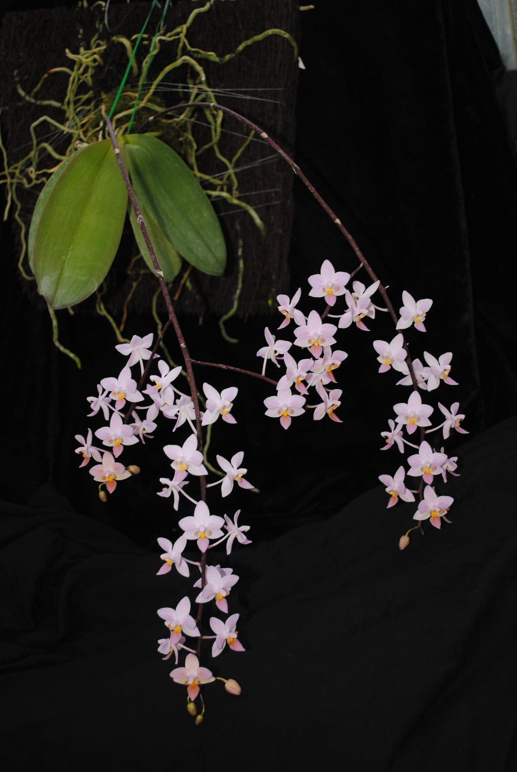 Phalaenopsis equestris var. Orange 231119 Spiking