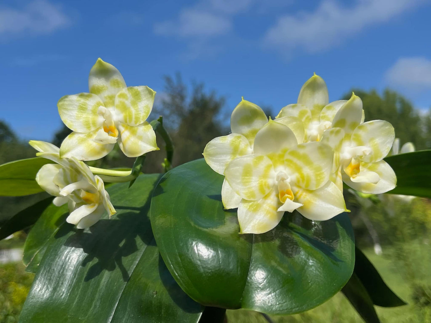 Phalaenopsis Mituo Golden Tiger 'Green Tiger' AM/AOS