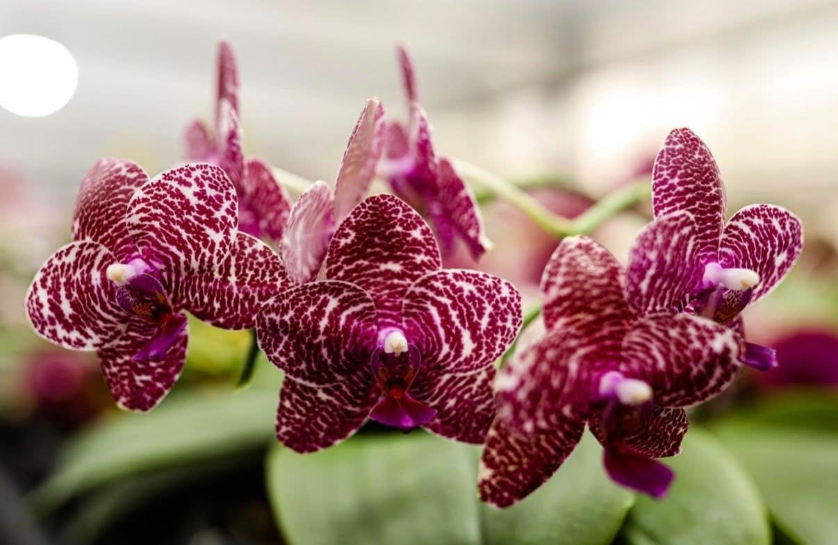 Phalaenopsis Mituo King 'Camomiles Beef'
