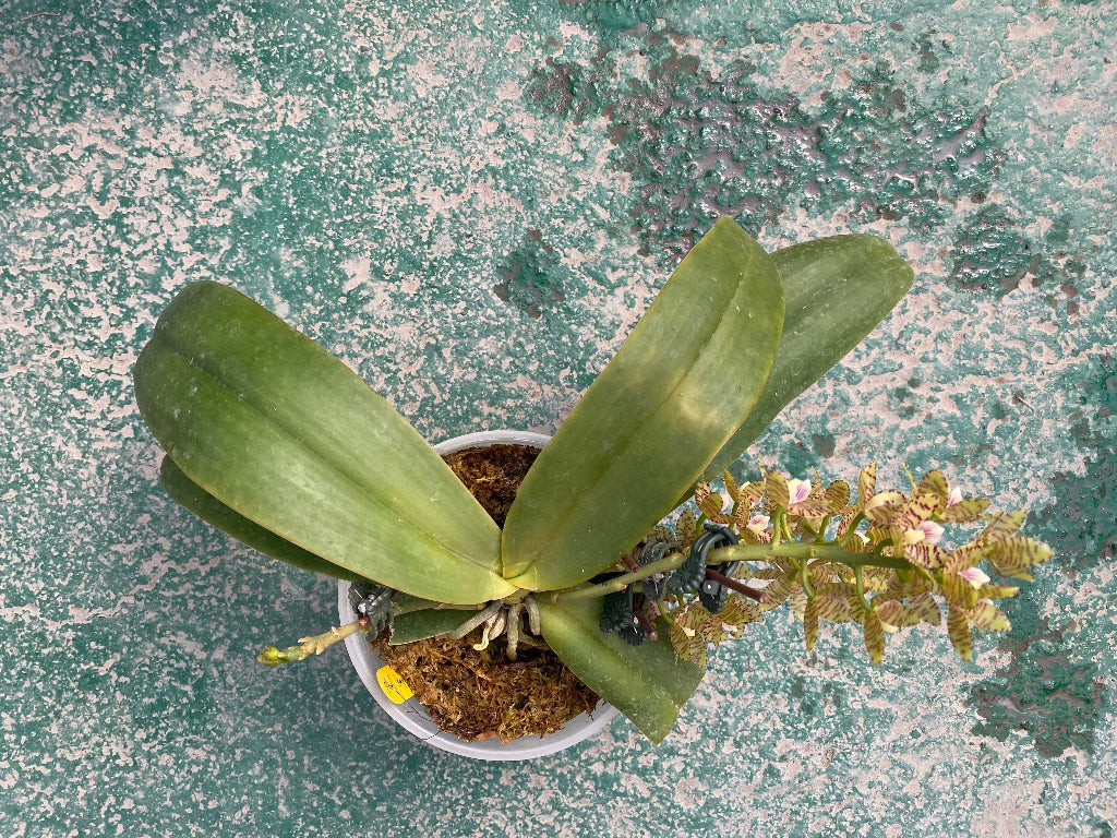 Phalaenopsis kapuasensis - seed grown