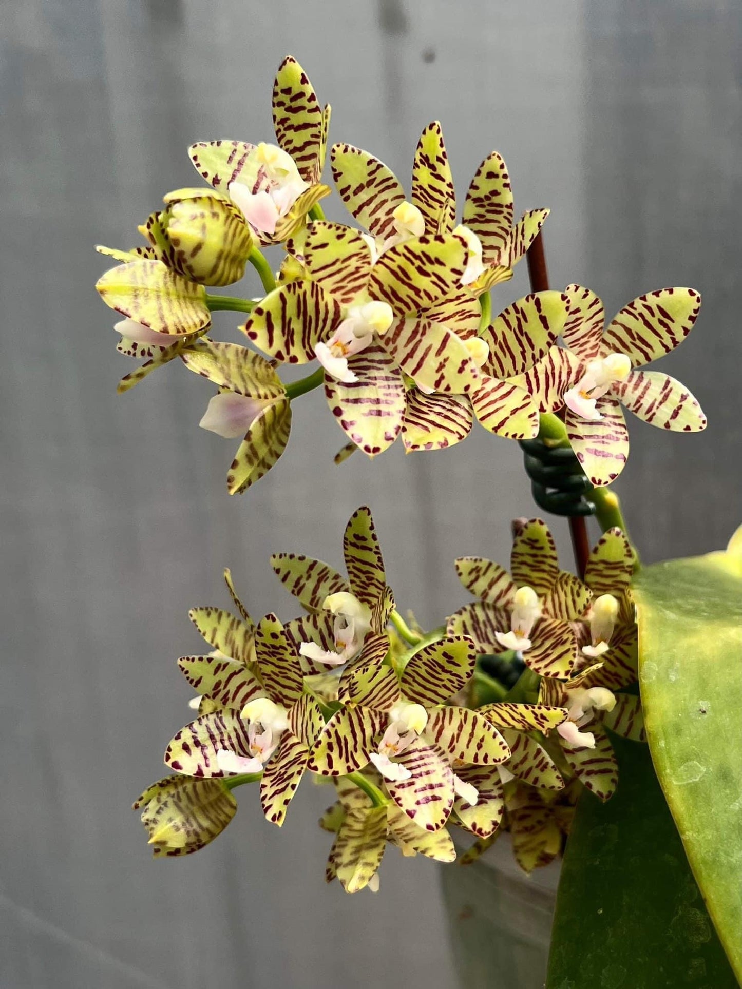 Phalaenopsis kapuasensis - seed grown