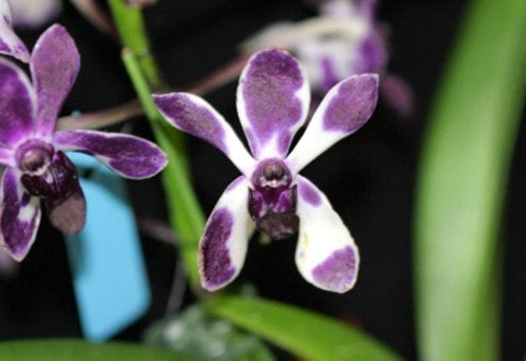 Vandachostylis Pinky 'Violet Queen' AM/AOS