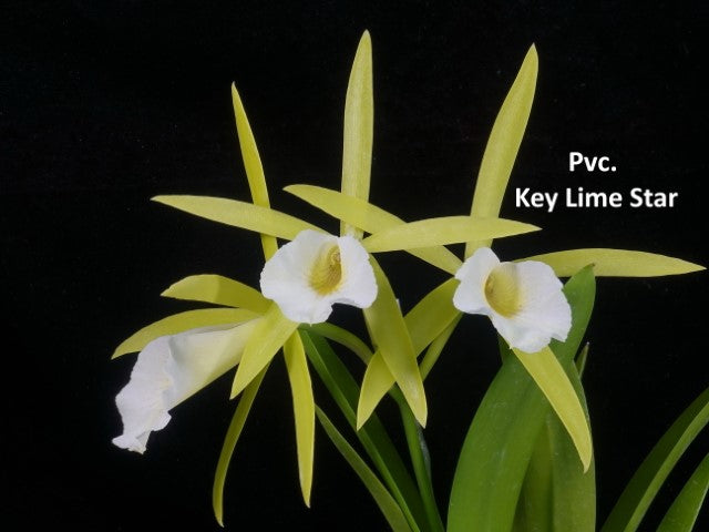 Procatavola (Pcv.) Key Lime Stars 'Wilson #1' 231120 Flowering
