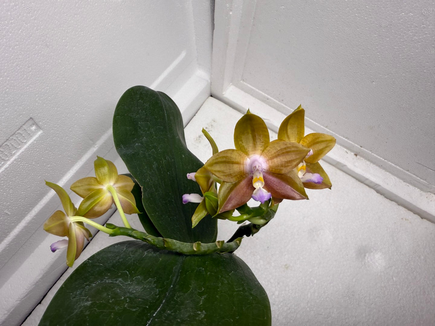 Phalaenopsis MS Magic Princess QA-47-250826 Flowering
