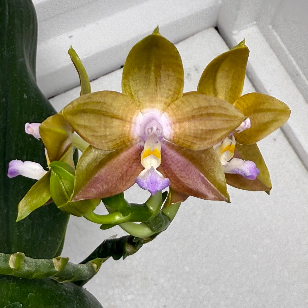Phalaenopsis MS Magic Princess QA-47-250826 Flowering