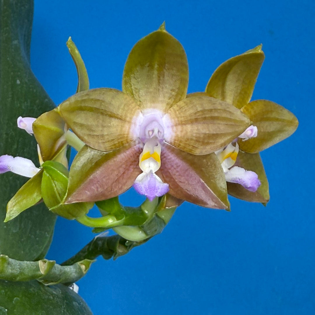 Phalaenopsis MS Magic Princess QA-47-250826 Flowering