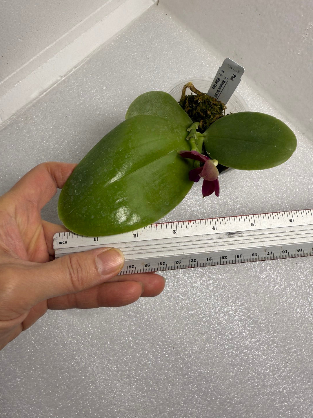 Phalaenopsis Mainshow Red Bull x Mituo Love 250721 Flowering