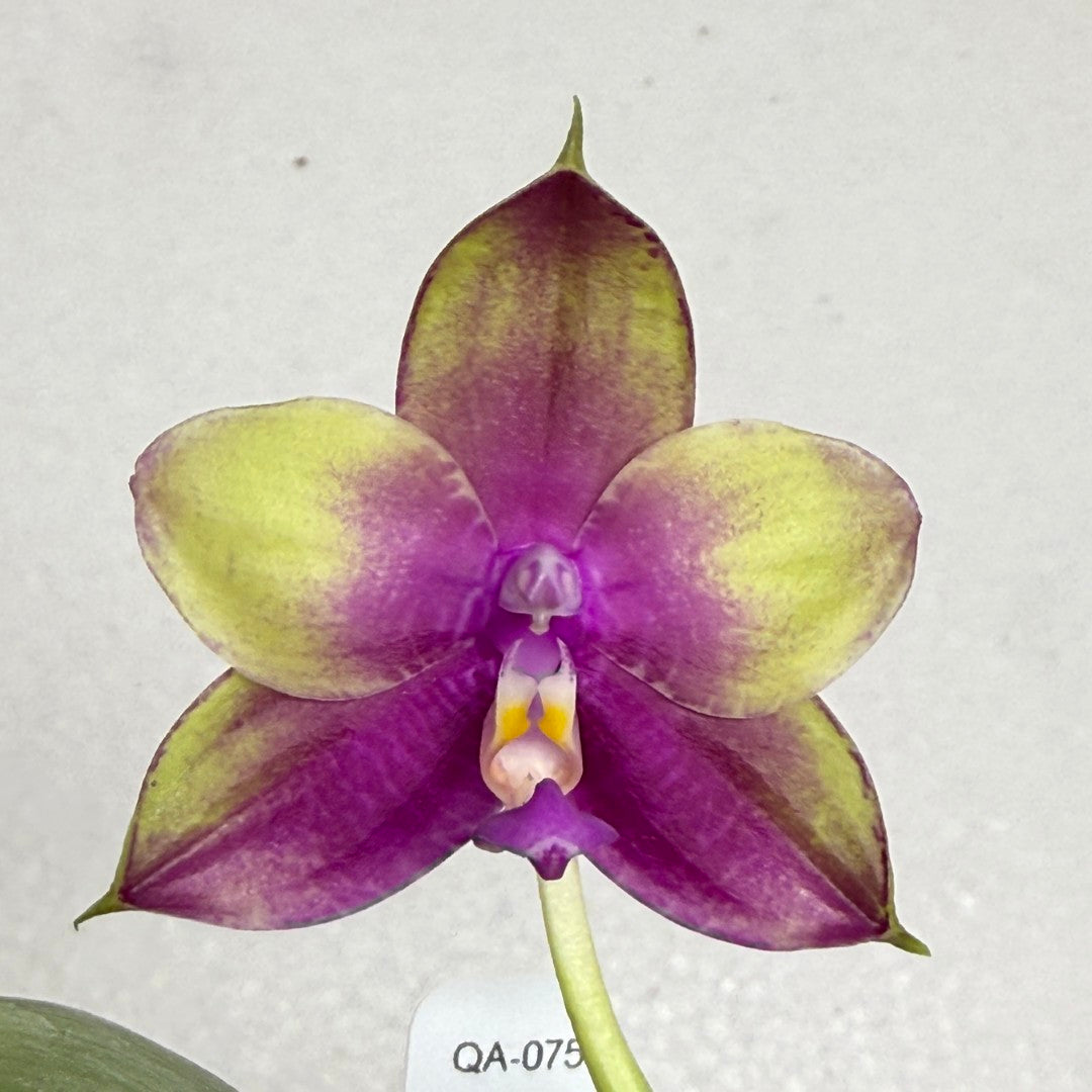 Phalaenopsis Mituo Reflex Dragon x KS Blue Ludde 250820 Flowering