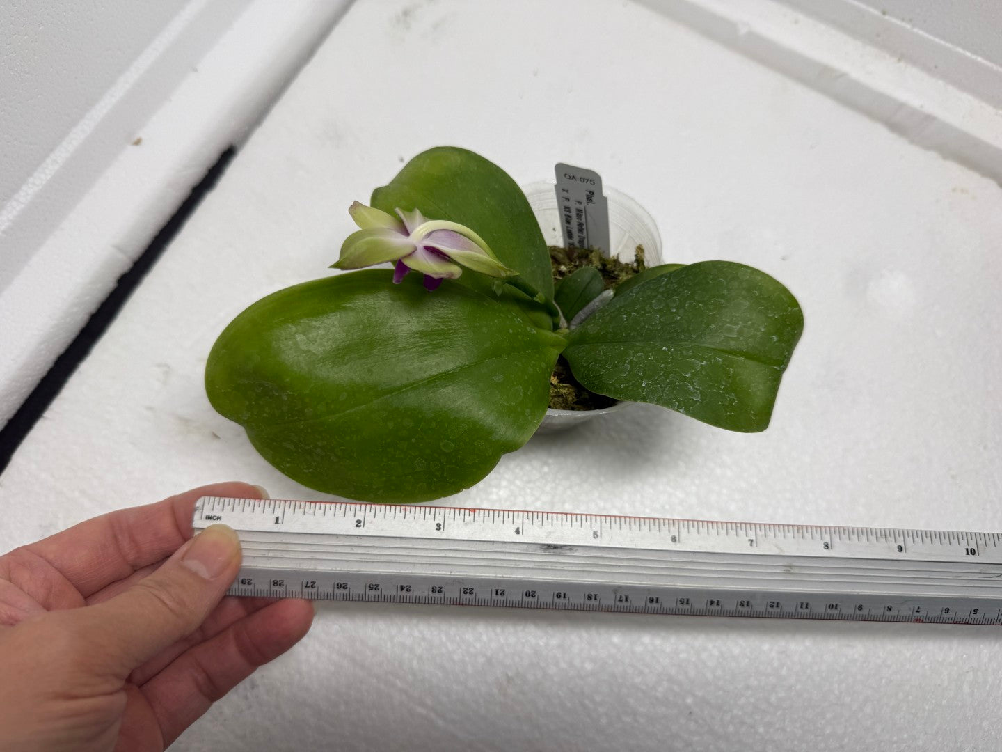 Phalaenopsis Mituo Reflex Dragon x KS Blue Ludde 250820 Flowering