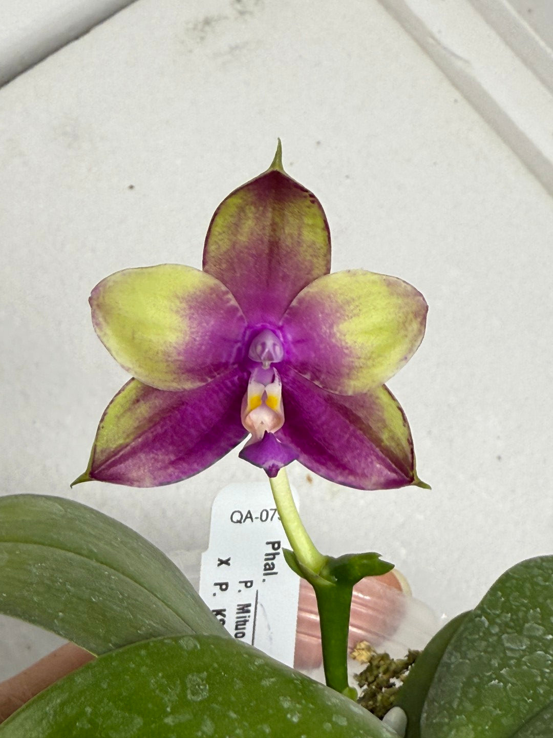 Phalaenopsis Mituo Reflex Dragon x KS Blue Ludde 250820 Flowering