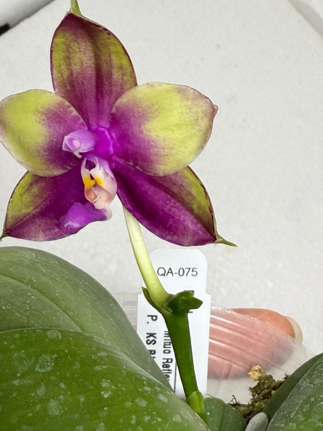 Phalaenopsis Mituo Reflex Dragon x KS Blue Ludde 250820 Flowering