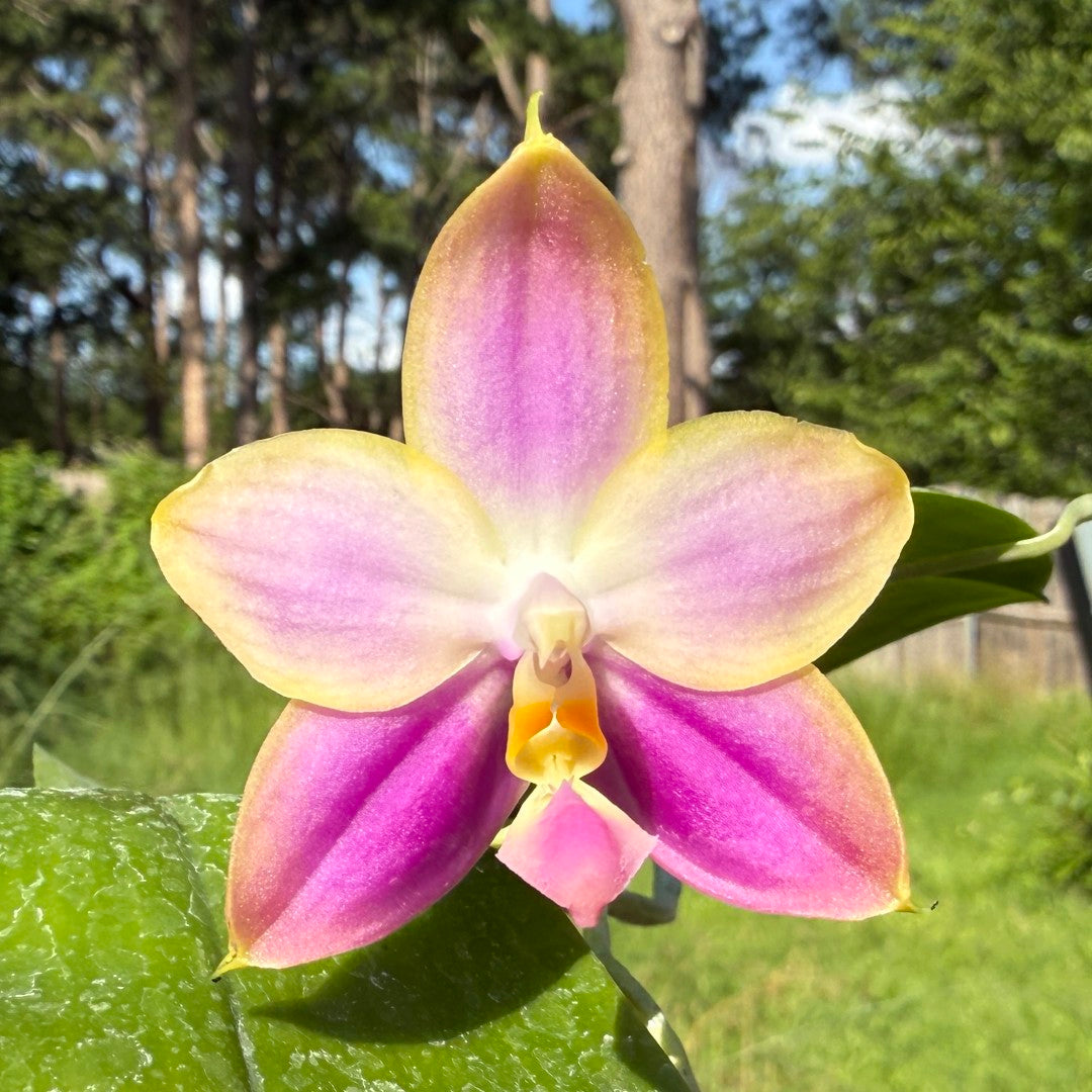 Phalaenopsis Mituo Reflex Dragon Blue-2' AM/AOS x Lioulin Bluebird QA-079 Seed Grown