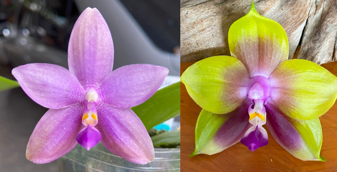 Phalaenopsis Smiley Bluebird shinning blue x Mituo Princess 'MO-511' QA-081