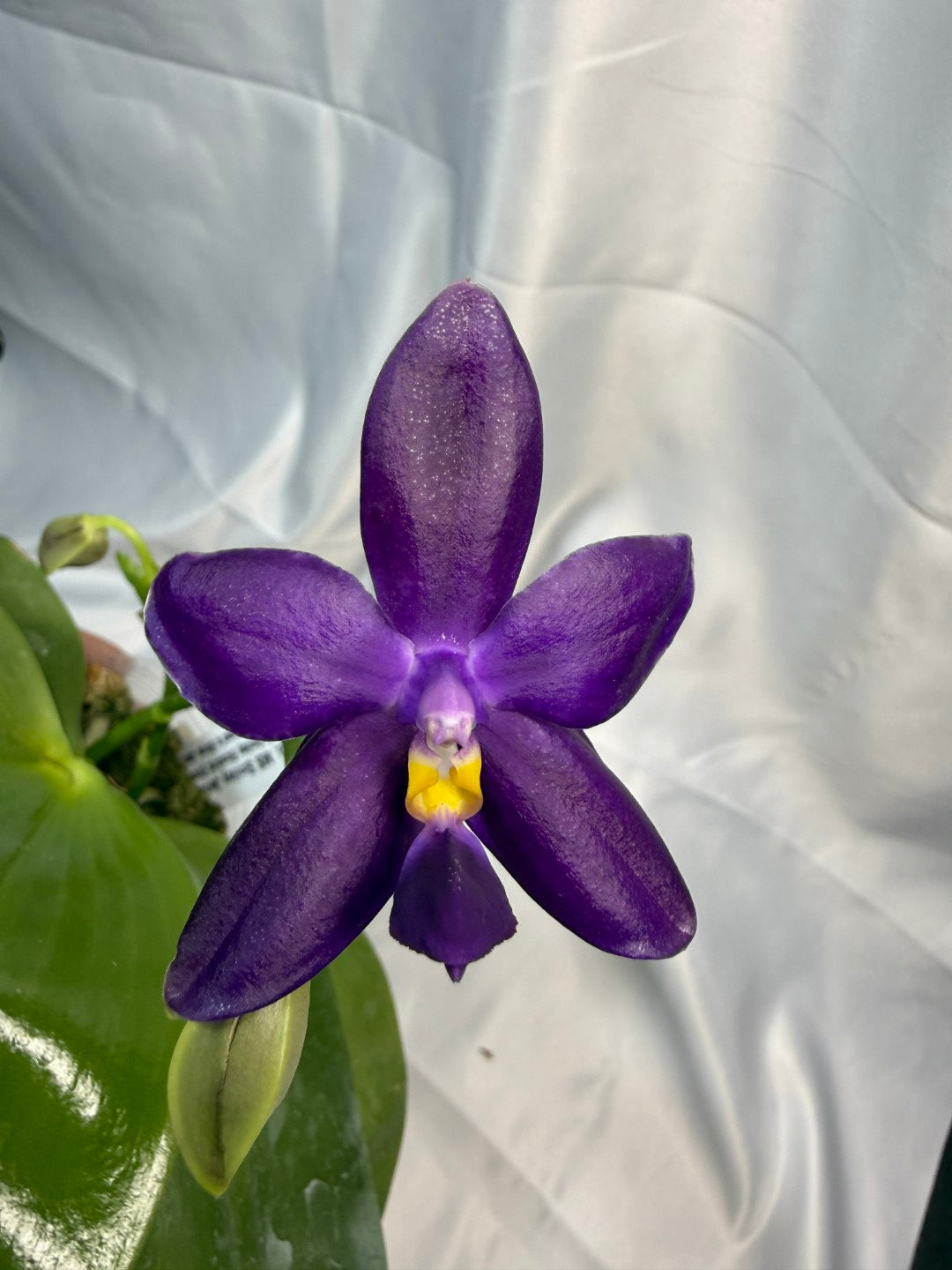 Phalaenopsis MS Smiley Jenn 251207 Flowering 2 spikes