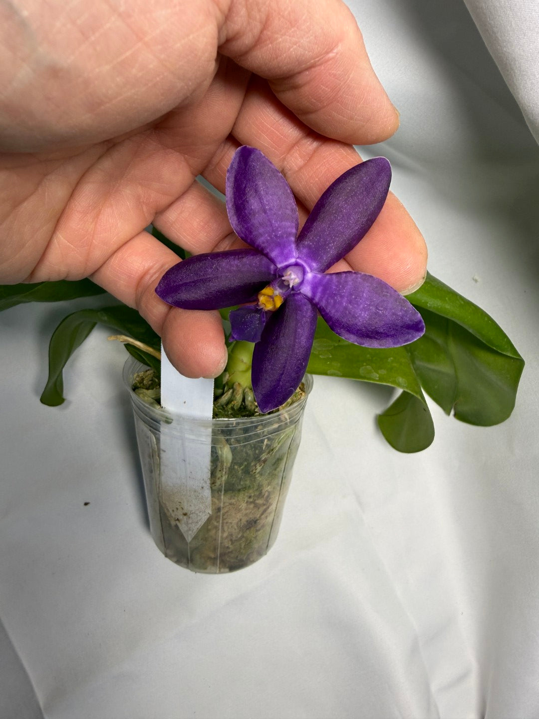 Phalaenopsis MS Smiley Jenn 251227 Flowering 2 spikes