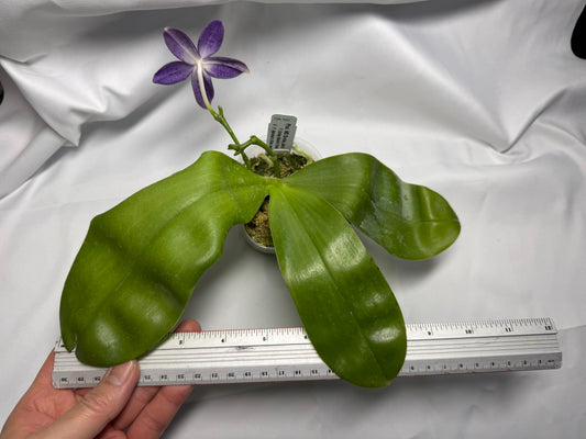 Phalaenopsis MS Smiley Jenn 251227 Flowering 2 spikes