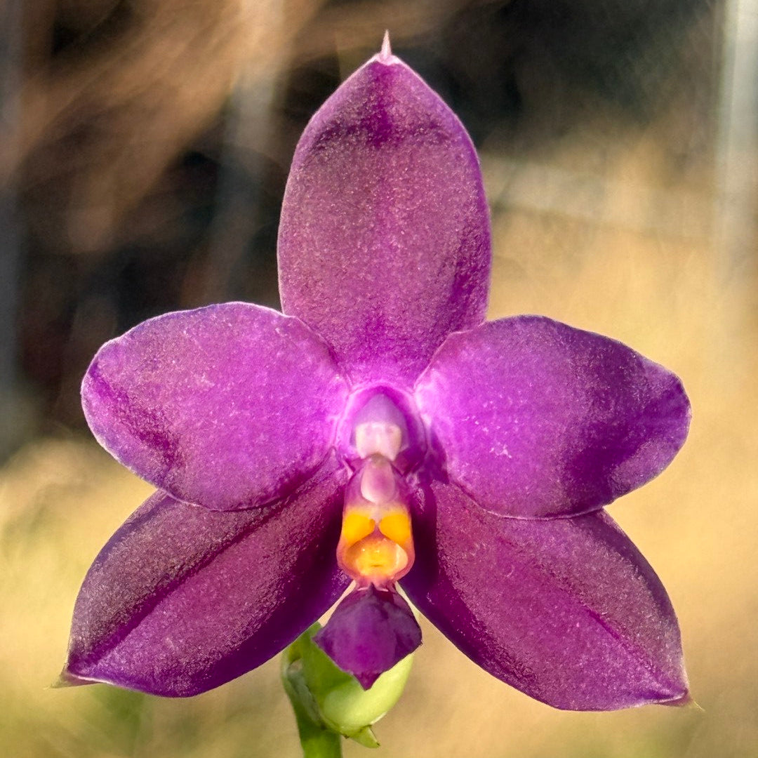 Phalaenopsis MS Smiley Jenn 260218 Flowering