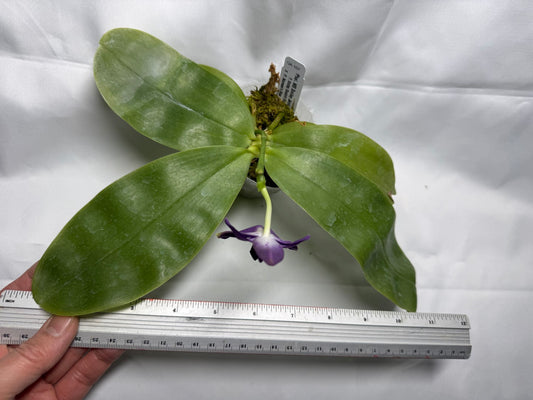 Phalaenopsis MS Smiley Jenn 260218 Flowering