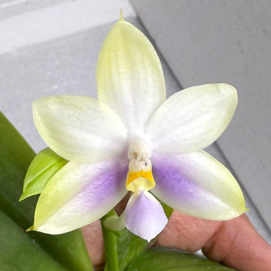 Phalaenopsis Mainshow Jennifer QA-108 - Seed Grown