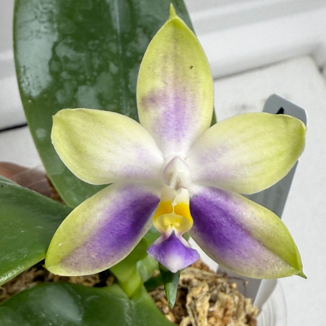 Phalaenopsis Mainshow Jennifer 250813-A Flowering