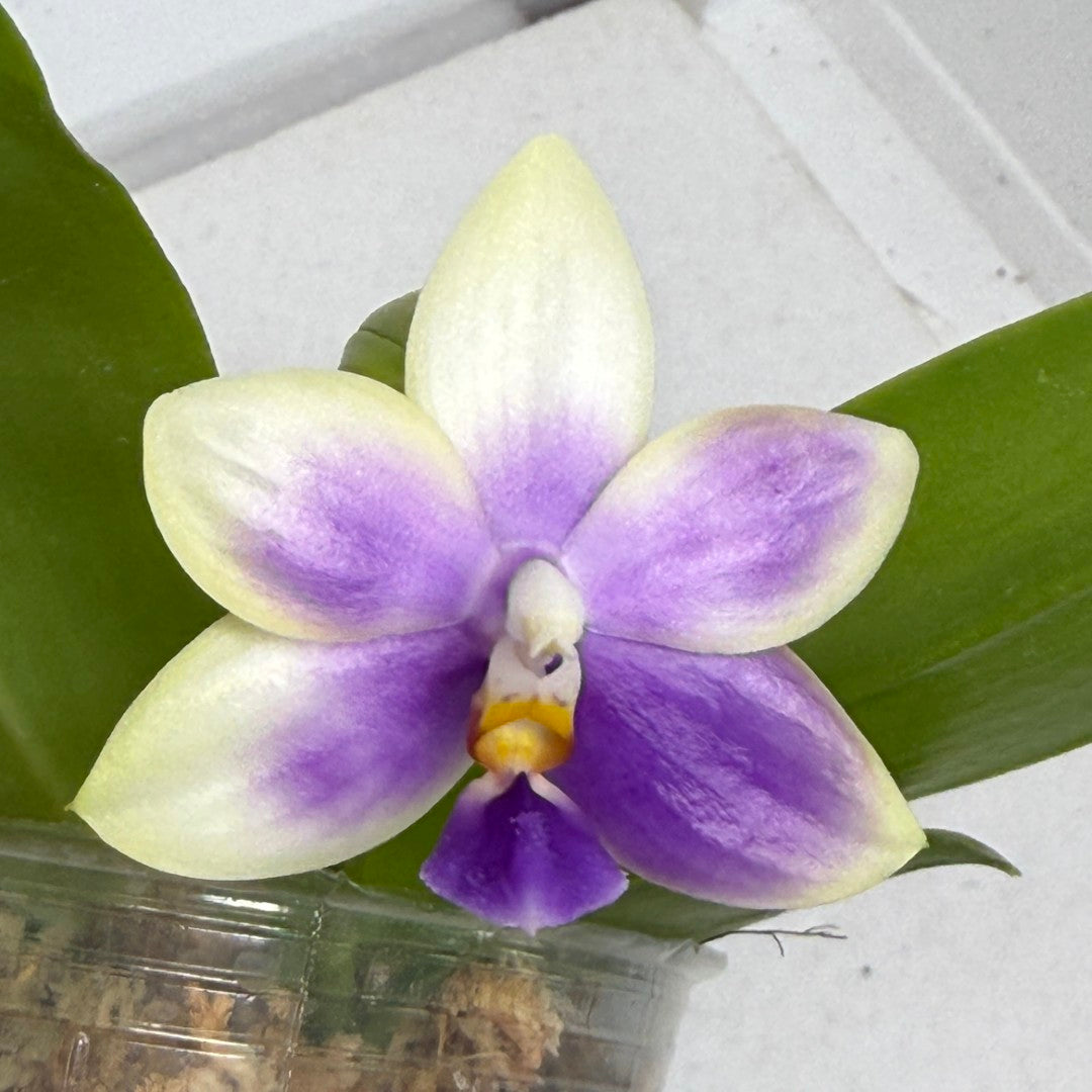 Phalaenopsis Mainshow Jennifer 250909 Flowering