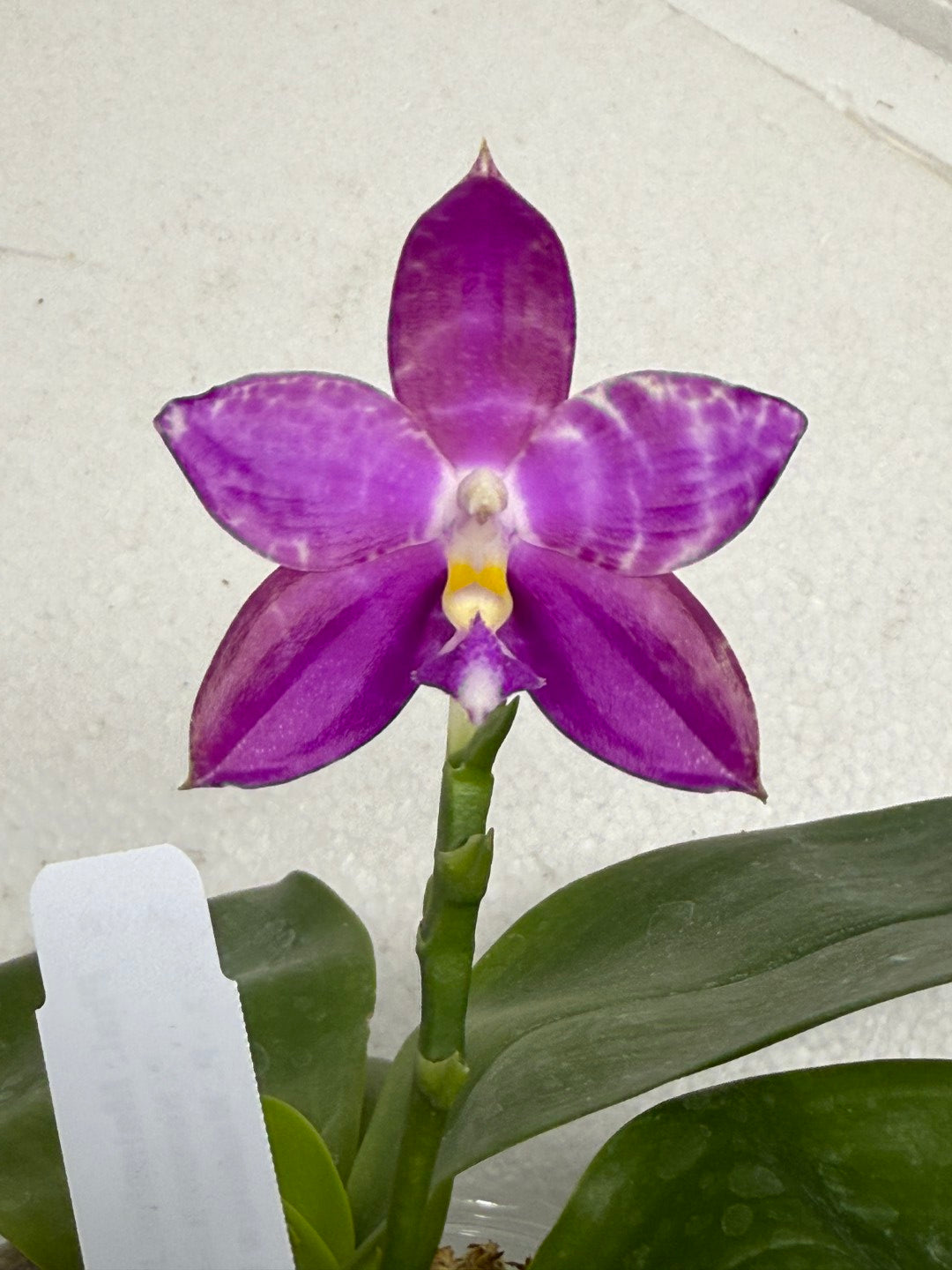 Phalaenopsis Mainshow Jennifer 250910 Flowering