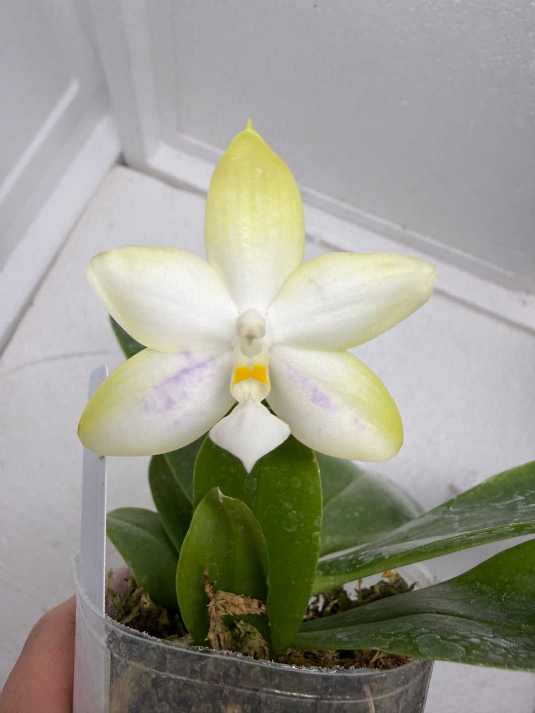 Phalaenopsis Mainshow Jennifer 250916-A Flowering