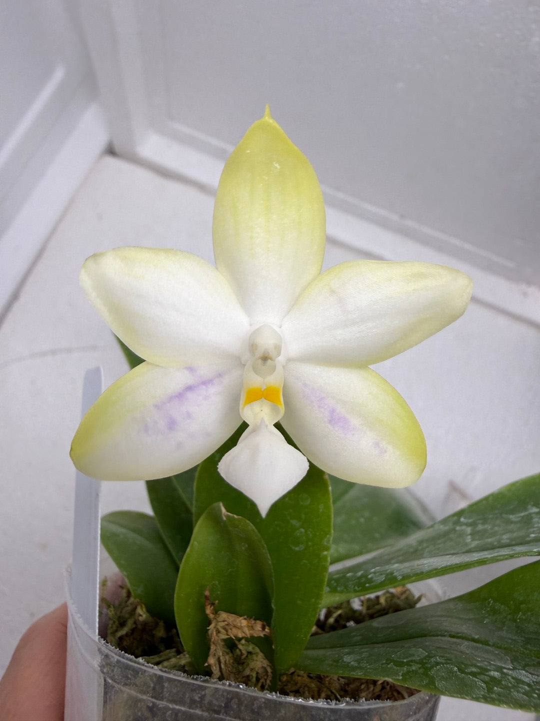 Phalaenopsis Mainshow Jennifer 250916-A Flowering