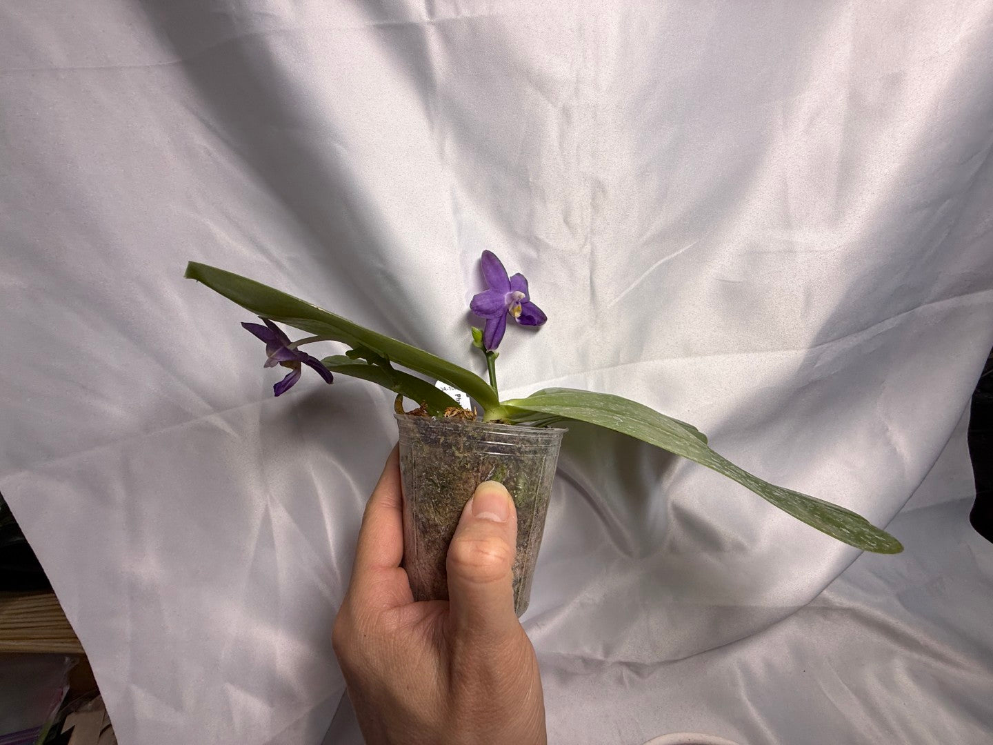 Phalaenopsis Mainshow Jennifer 260311 Flowering 2 spikes