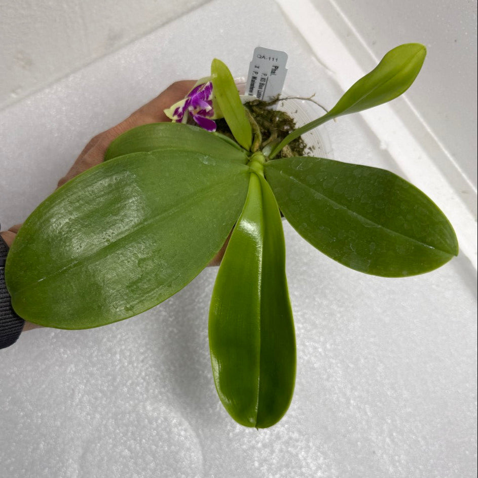 Phalaenopsis Bentley's Magician 250711 Seed Grown Flowering