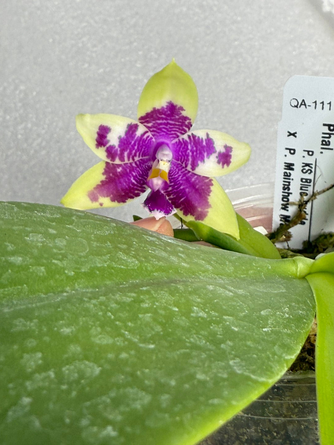Phalaenopsis Bentley's Magician 250711 Seed Grown Flowering