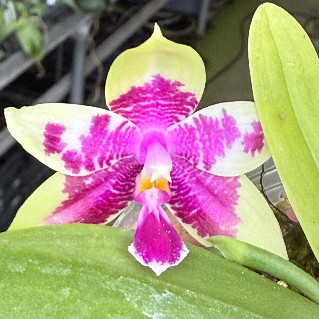 Phalaenopsis Bentley's Magician 250711 Seed Grown Flowering