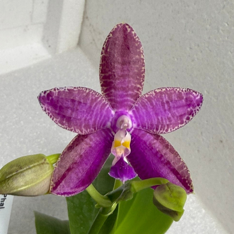 Phalaenopsis Bentley's Magician - Seed Grown