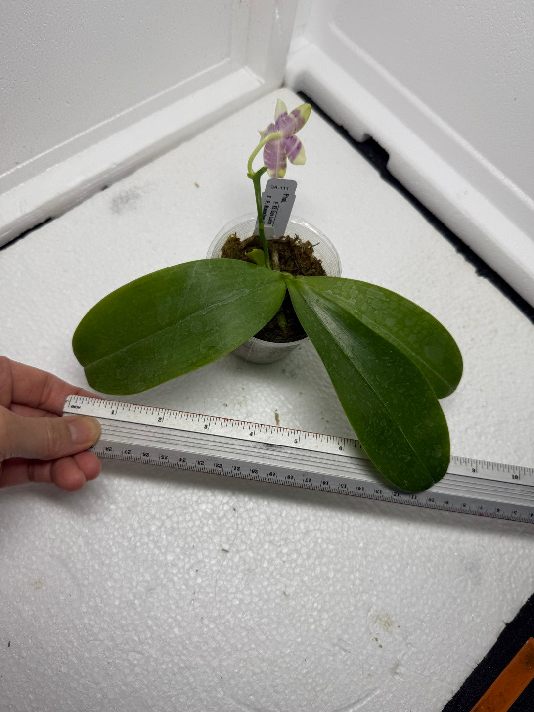Phalaenopsis Bentley's Magician 250810 Flowering