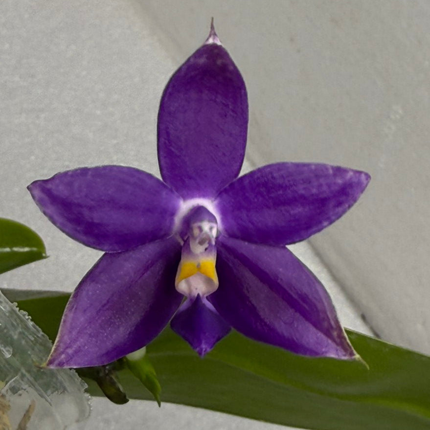 Phalaenopsis MS Blue Pax - QA-117 Seed Grown