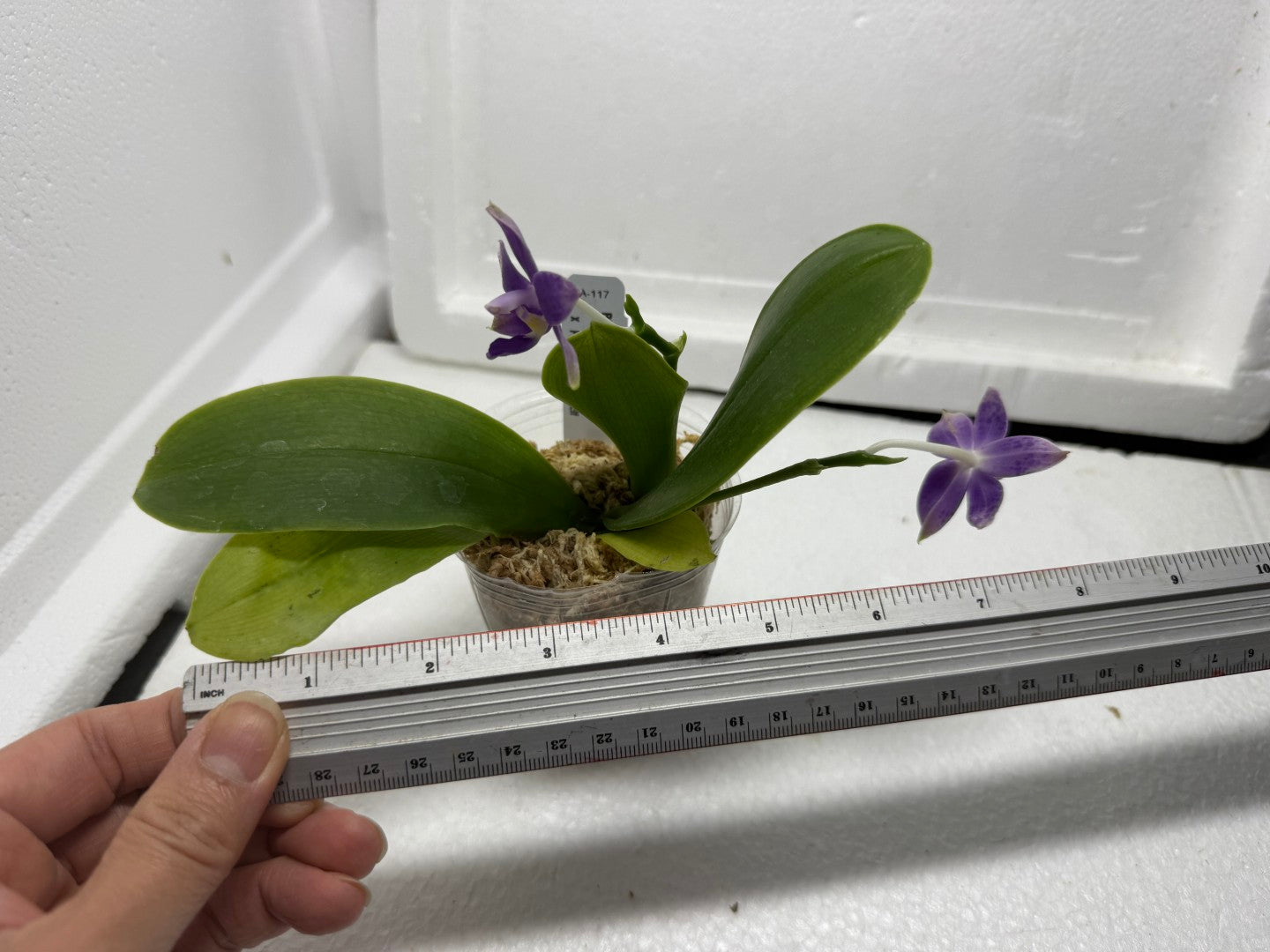 Phalaenopsis MS Blue Pax QA-117-250818-A Flowering 2 spikes