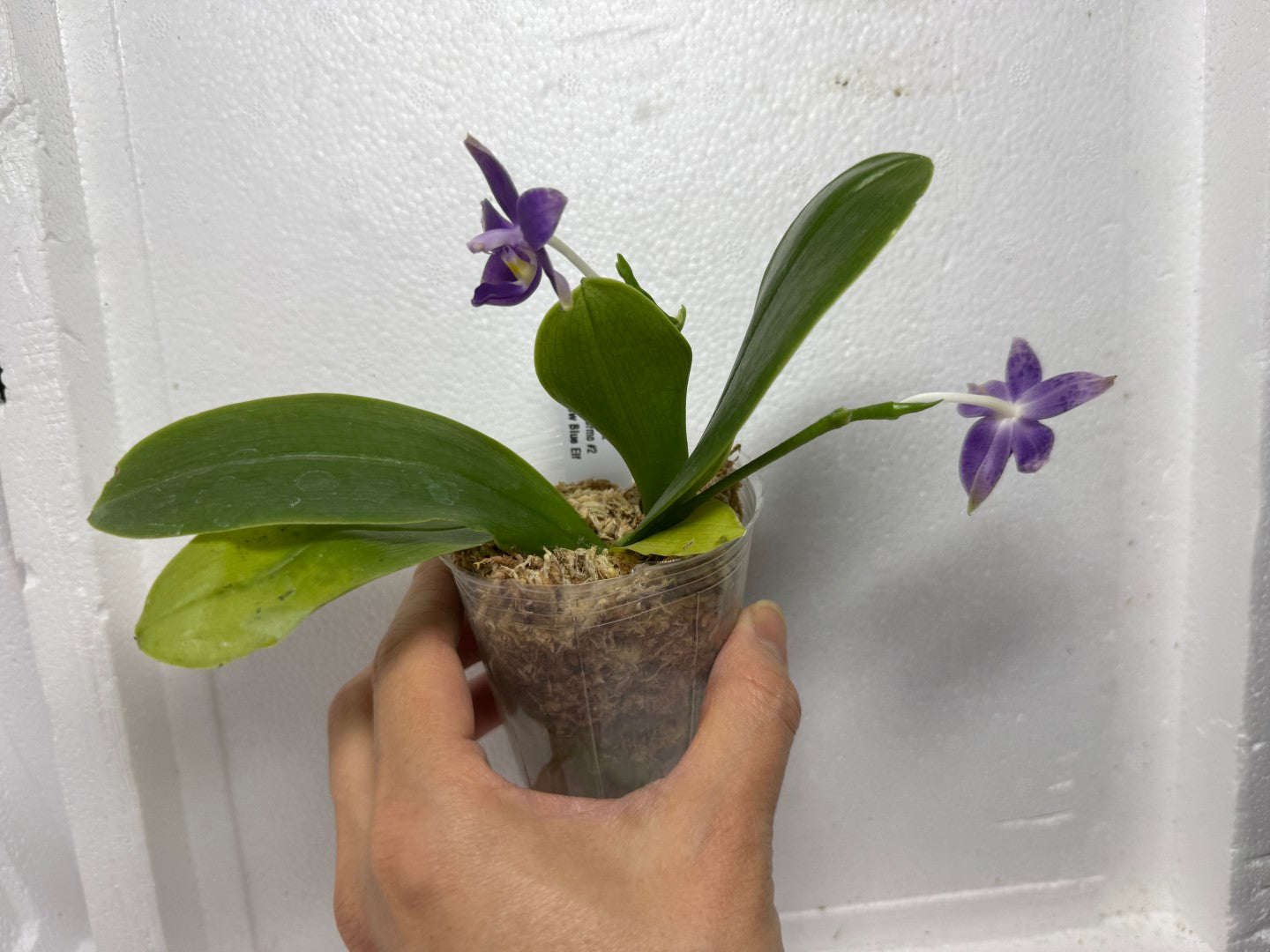 Phalaenopsis MS Blue Pax QA-117-250818-A Flowering 2 spikes