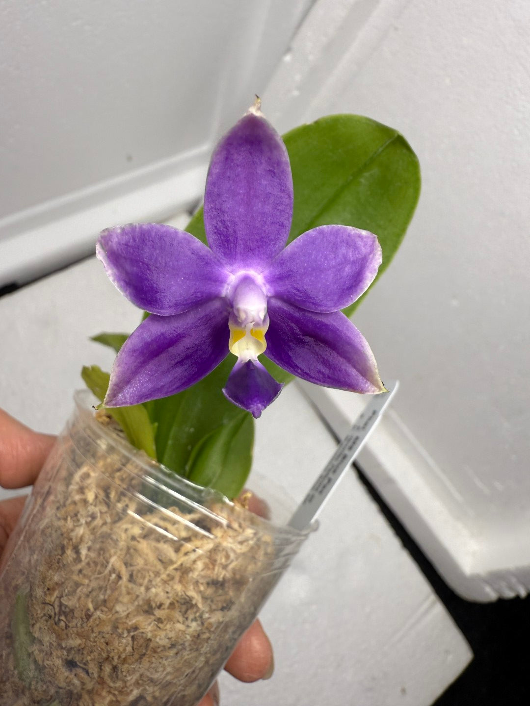 Phalaenopsis MS Blue Pax QA-117-250818-A Flowering 2 spikes