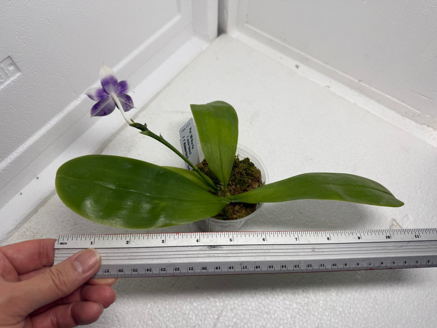 Phalaenopsis MS Blue Pax 250905 Flowering
