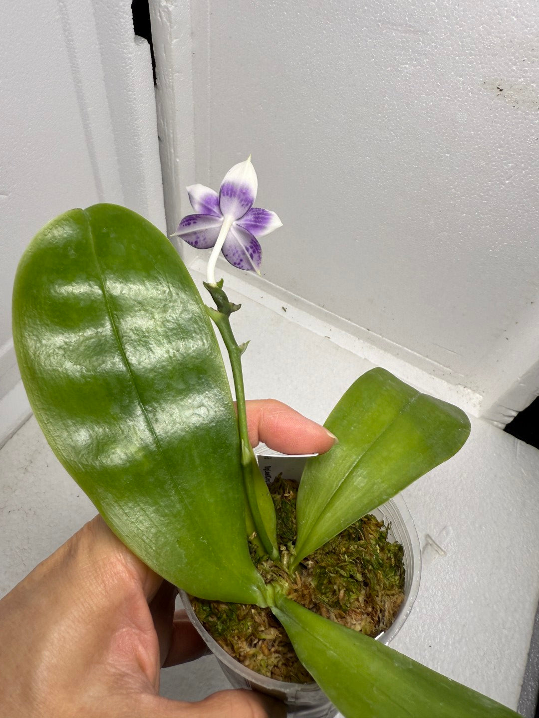 Phalaenopsis MS Blue Pax 250905 Flowering