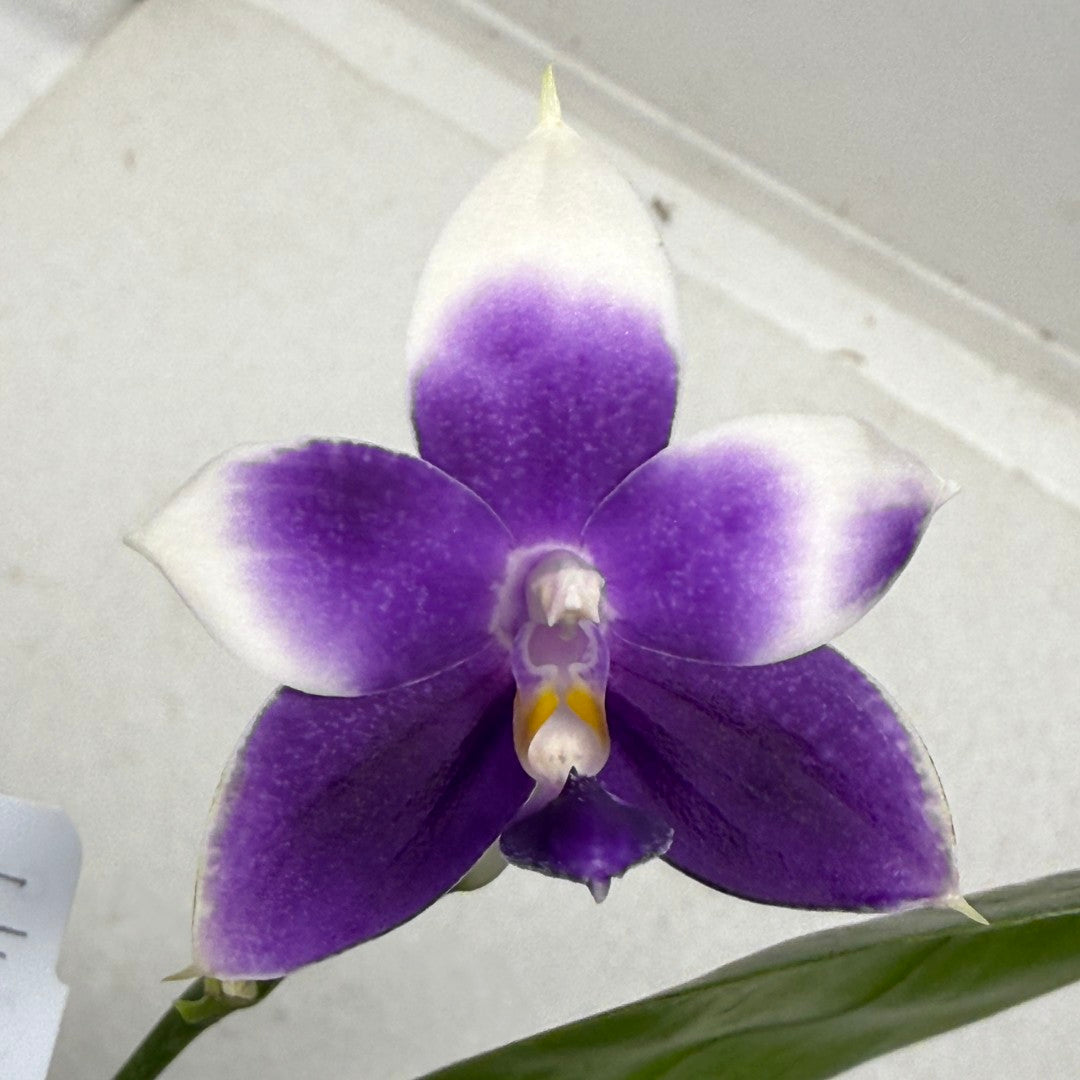 Phalaenopsis MS Blue Pax 250905 Flowering